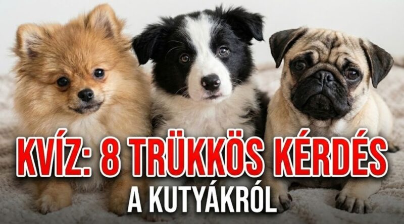 kutyás kvíz