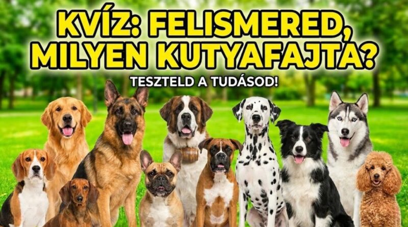 kutyás kvíz