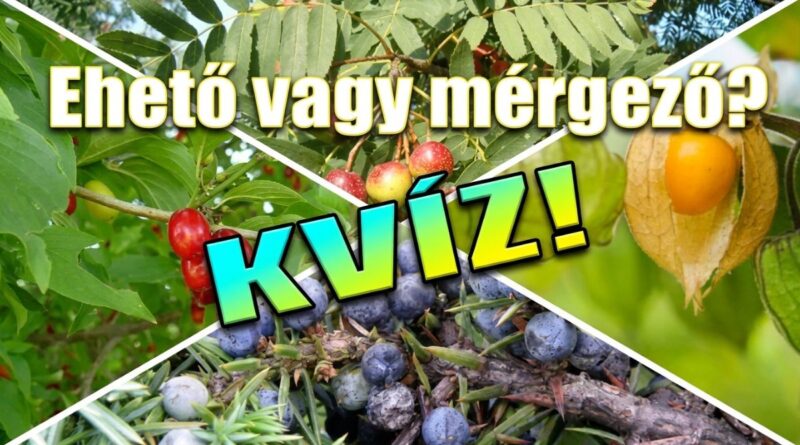 ehető vagy mérgező bogyó kvíz