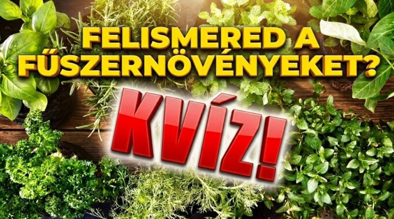 fűszernövények kvíz