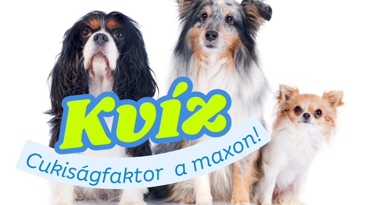 kutyás kvíz
