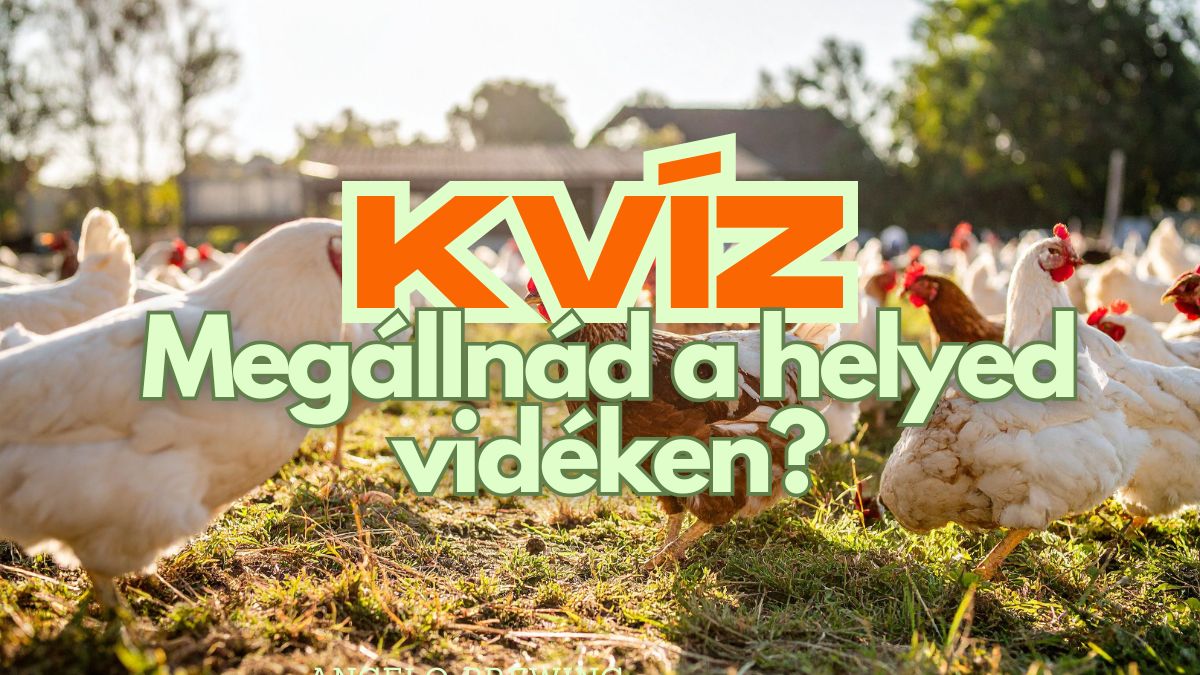 Megállnád a helyed vidéken kvíz