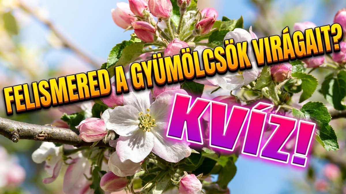 gyümölcsök virágai kvíz