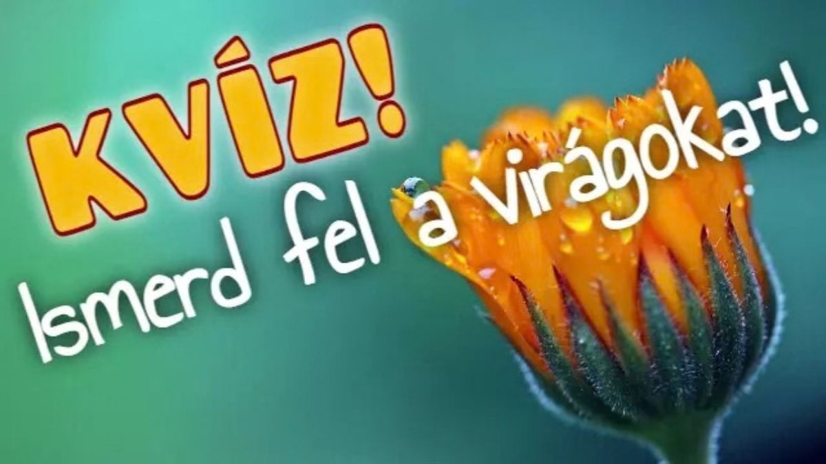 ismerd fel a virágokat ismeretterjesztő kvíz