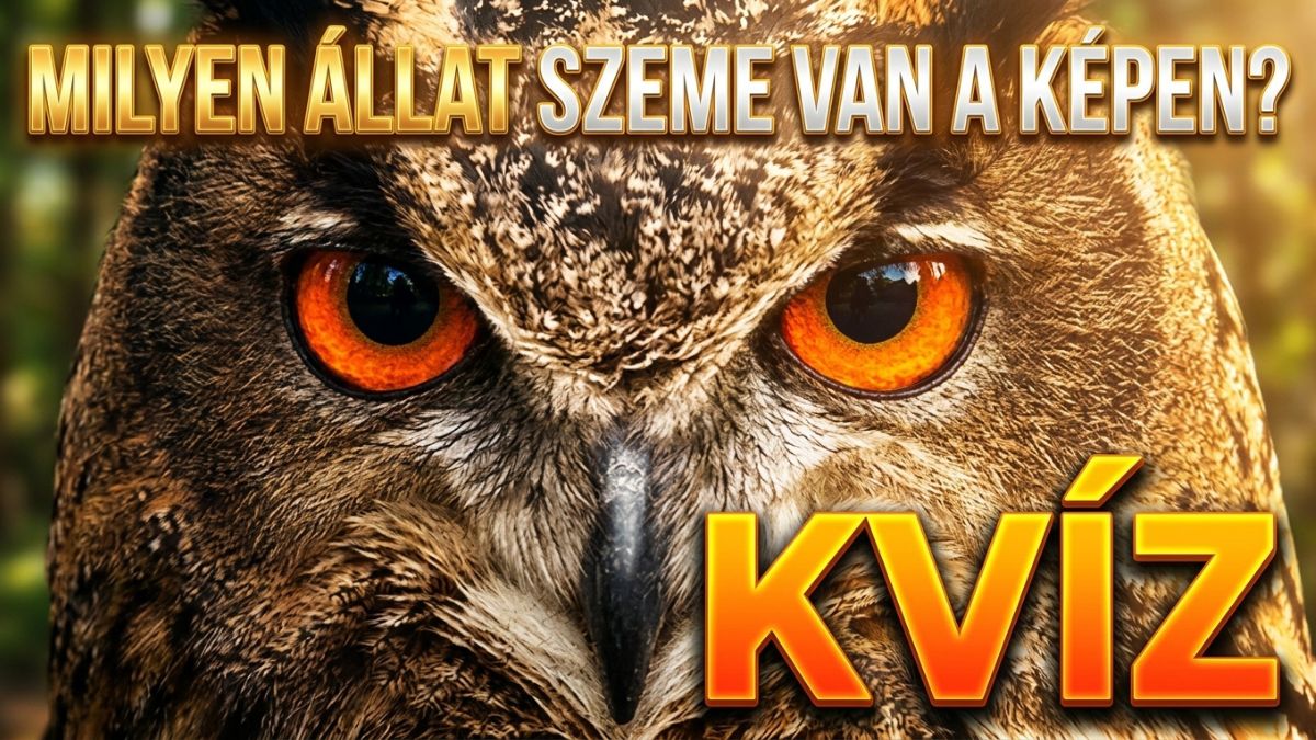 milyen állat szeme kvíz